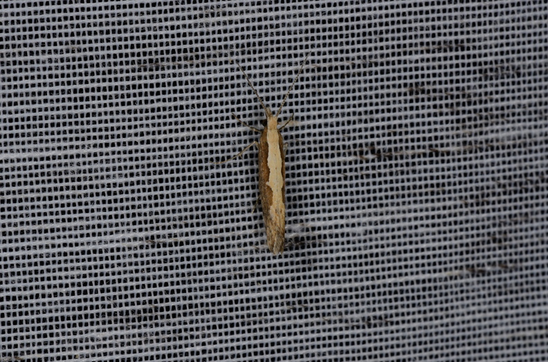 Chasse Aux Papillons - Marais d Yves - 05-05-2013 - Plutella xylostella (65).JPG