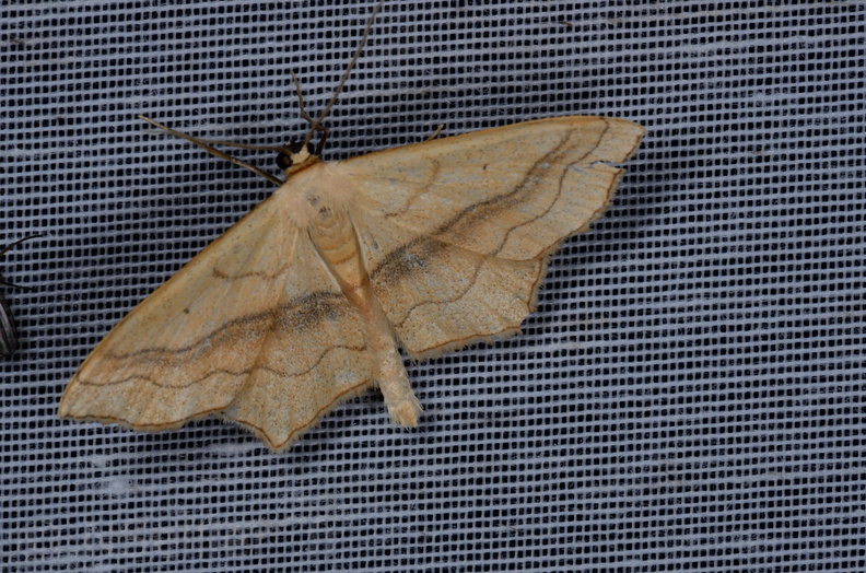 Chasse Aux Papillons - Marais d Yves - 05-05-2013 - Scopula imitaria (3).JPG
