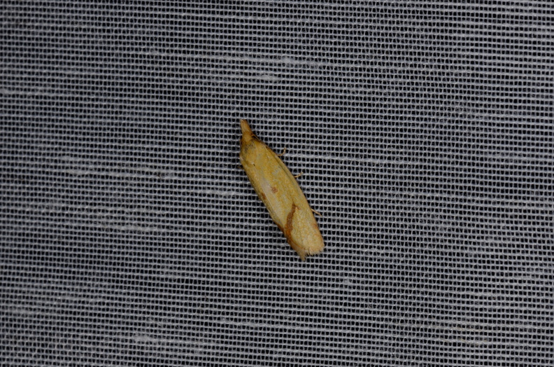 Chasse Aux Papillons - Vallee des singes - Romagne - 28-06-2013 - Agapeta hamana  (37).JPG