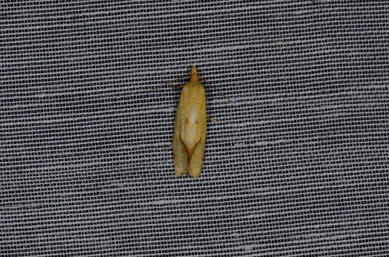 Chasse Aux Papillons - Vallee des singes - Romagne - 28-06-2013 - Agapeta hamana  (38).JPG