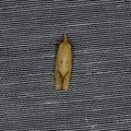 Agapeta hamana
