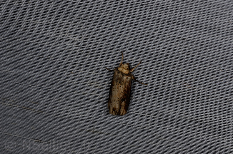 Chasse Aux Papillons - Vallee des singes - Romagne - 28-06-2013 - Axylia putris  (44).JPG