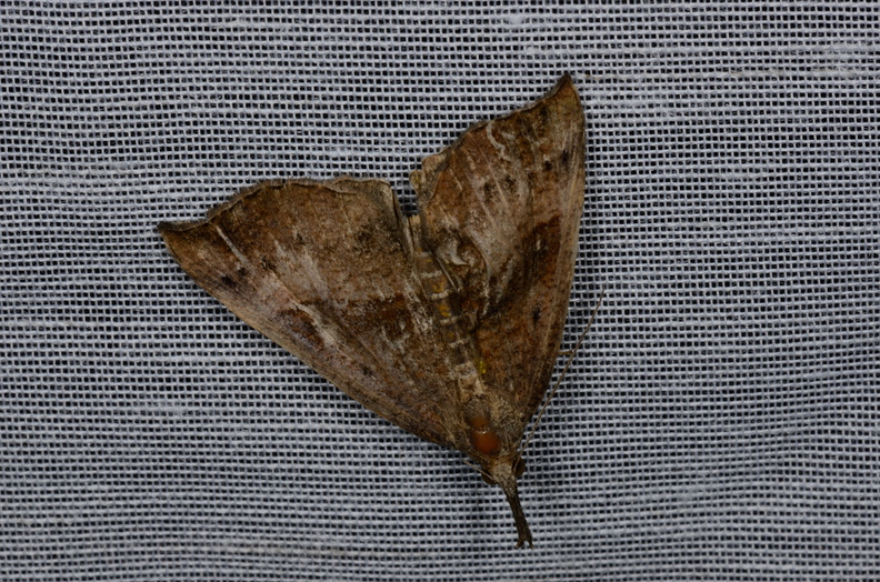 Chasse Aux Papillons - Vallee des singes - Romagne - 28-06-2013 - Hypena proboscidalis (12).JPG