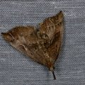 Hypena proboscidalis