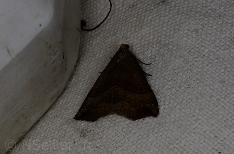 Chasse Aux Papillons - Vallee des singes - Romagne - 28-06-2013 - Hypena proboscidalis (19).JPG