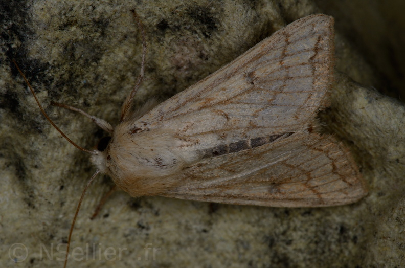 Chasse Aux Papillons - Vallee des singes - Romagne - 28-06-2013 - Mythimna vitellina  (31).JPG