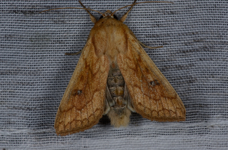 Chasse Aux Papillons - Vallee des singes - Romagne - 28-06-2013 - Mythimna vitellina (18).JPG
