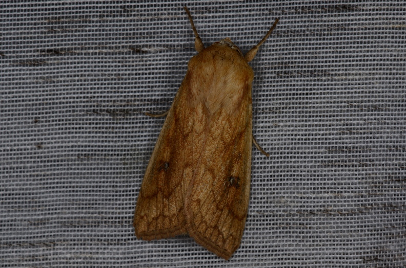 Chasse Aux Papillons - Vallee des singes - Romagne - 28-06-2013 - Mythimna vitellina (22).JPG