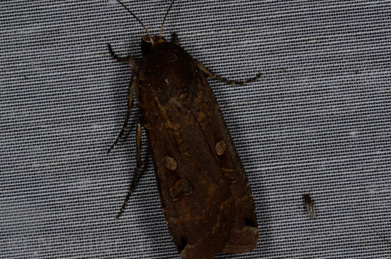 Chasse Aux Papillons - Vallee des singes - Romagne - 28-06-2013 - Noctua pronuba (35).JPG