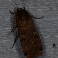 Noctua pronuba