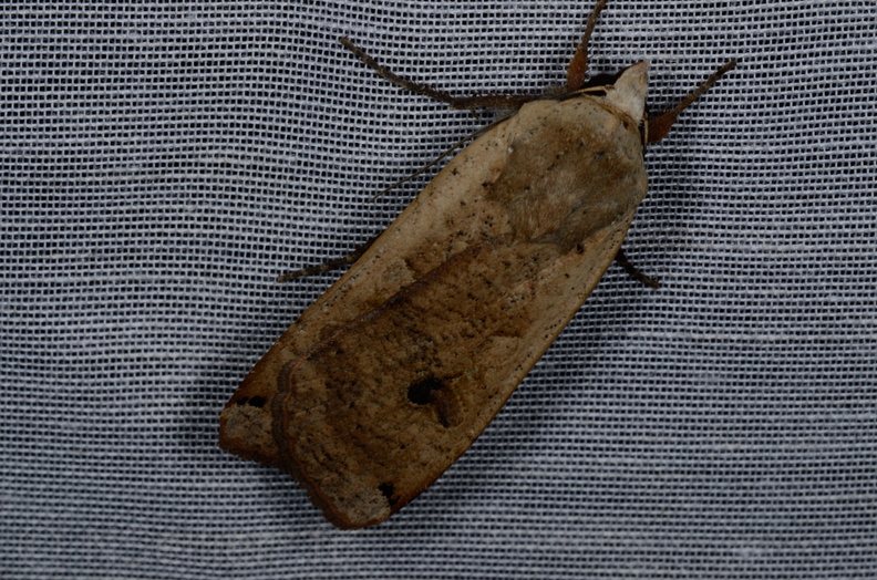 Chasse Aux Papillons - Vallee des singes - Romagne - 28-06-2013 - Noctua pronuba (47).JPG