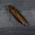 Oncocera semirubella