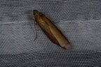 Oncocera semirubella