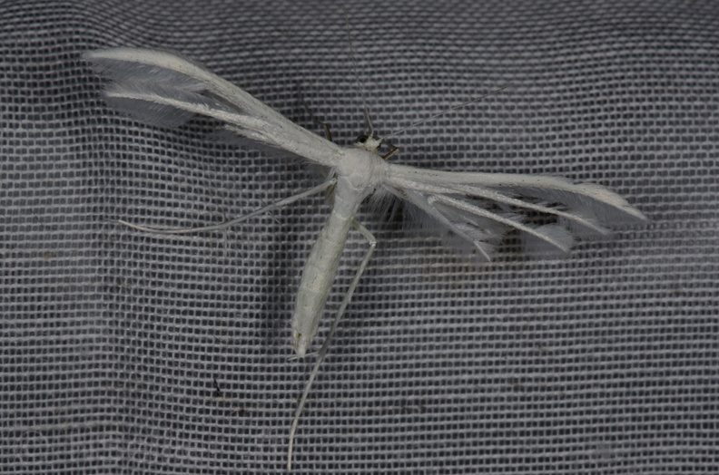 Chasse Aux Papillons - Vallee des singes - Romagne - 28-06-2013 - Pterophorus pentadactyla (21).JPG