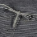 Pterophorus pentadactylus