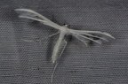 Pterophorus pentadactylus