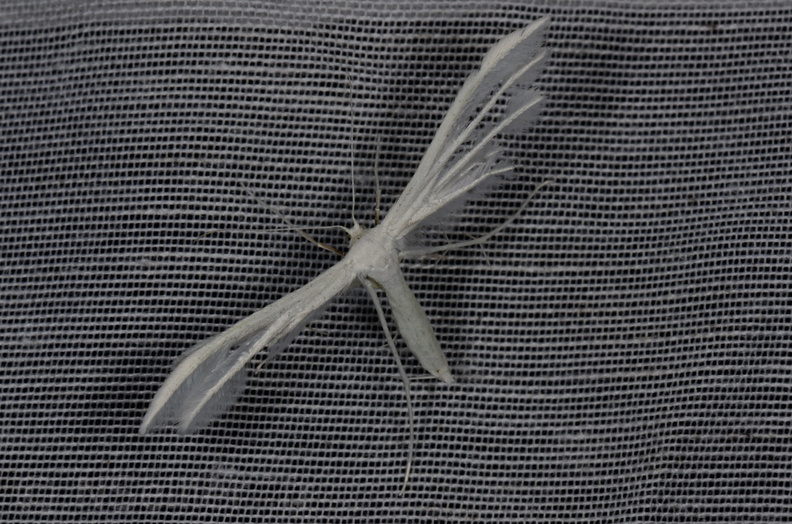 Chasse Aux Papillons - Vallee des singes - Romagne - 28-06-2013 - Pterophorus pentadactyla (42).JPG