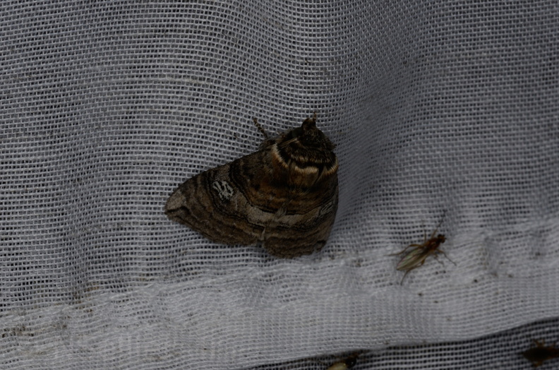 Chasse Aux Papillons - Vallee des singes - Romagne - 28-06-2013 - Tethea ocularis (48).JPG