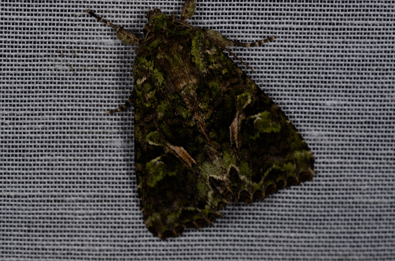 Chasse Aux Papillons - Vallee des singes - Romagne - 28-06-2013 - Trachea atriplicis (33).JPG