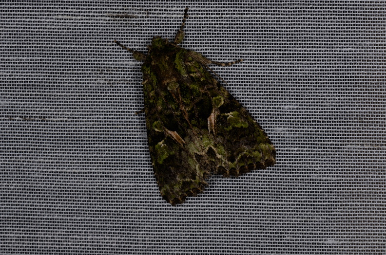 Chasse Aux Papillons - Vallee des singes - Romagne - 28-06-2013 - Trachea atriplicis (38).JPG