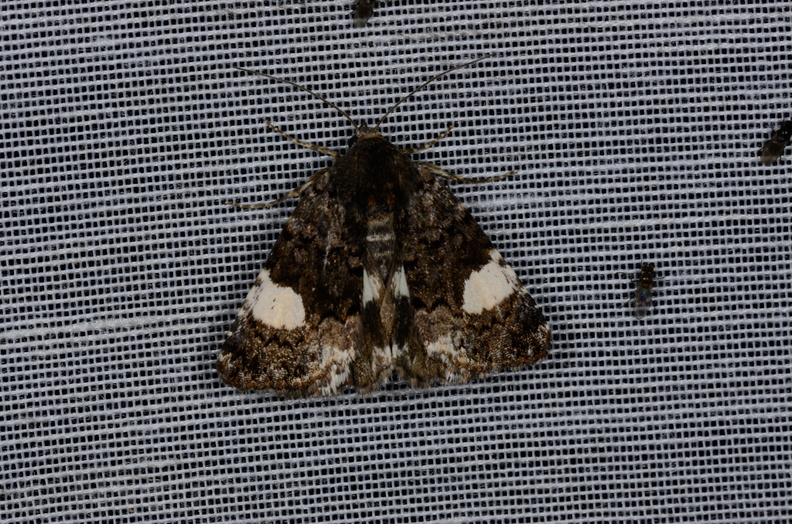 Chasse Aux Papillons - Vallee des singes - Romagne - 28-06-2013 - Tyta luctuosa (3).JPG