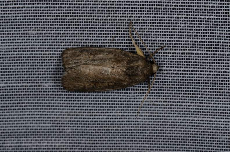 Chasse Aux Papillons - Marais d'yves - 12-07-2013 - Proxenus hospes (49).JPG