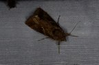 Autographa gamma