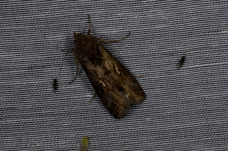 Chasse Aux Papillons - Marais d'yves - 12-07-2013 - Autographa gamma (9).JPG