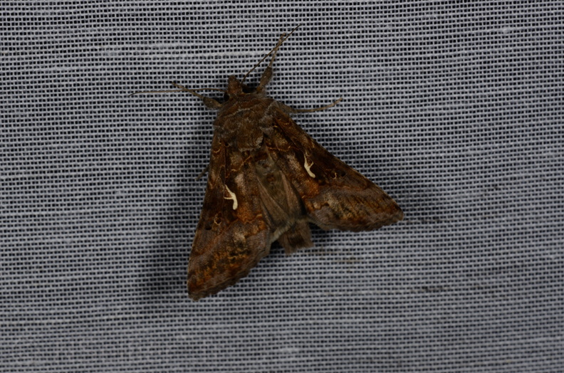 Chasse Aux Papillons - Marais d'yves - 12-07-2013 - Autographa gamma (13).JPG