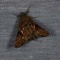Autographa gamma