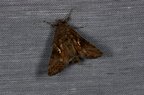 Autographa gamma