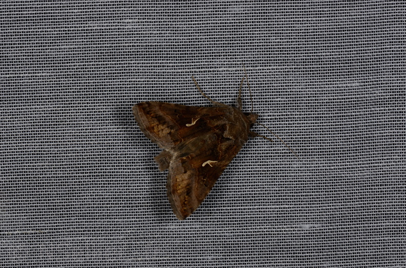 Chasse Aux Papillons - Marais d'yves - 12-07-2013 - Autographa gamma (32).JPG