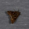 Autographa gamma