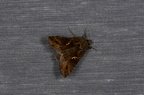 Autographa gamma