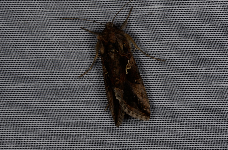 Chasse Aux Papillons - Marais d'yves - 12-07-2013 - Autographa gamma (55).JPG