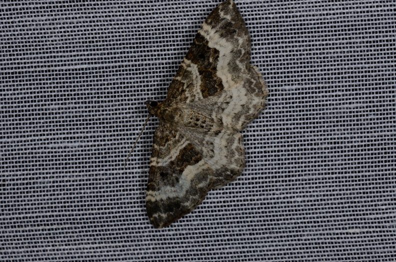 Chasse Aux Papillons - Marais d'yves - 12-07-2013 - Epirrhoe alternata (12).JPG