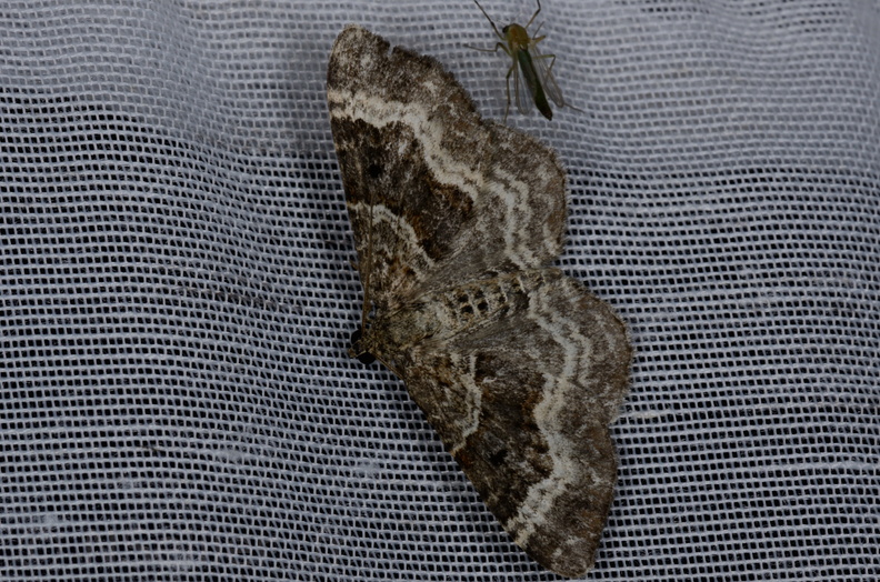 Chasse Aux Papillons - Marais d'yves - 12-07-2013 - Epirrhoe alternata (16).JPG