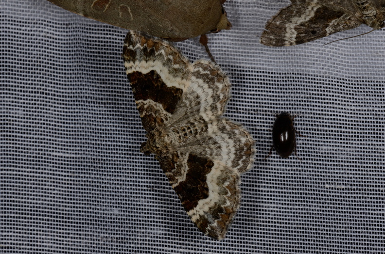 Chasse Aux Papillons - Marais d'yves - 12-07-2013 - Epirrhoe alternata (31).JPG