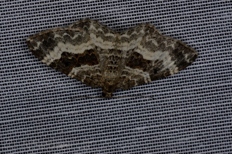 Chasse Aux Papillons - Marais d'yves - 12-07-2013 - Epirrhoe alternata (34).JPG