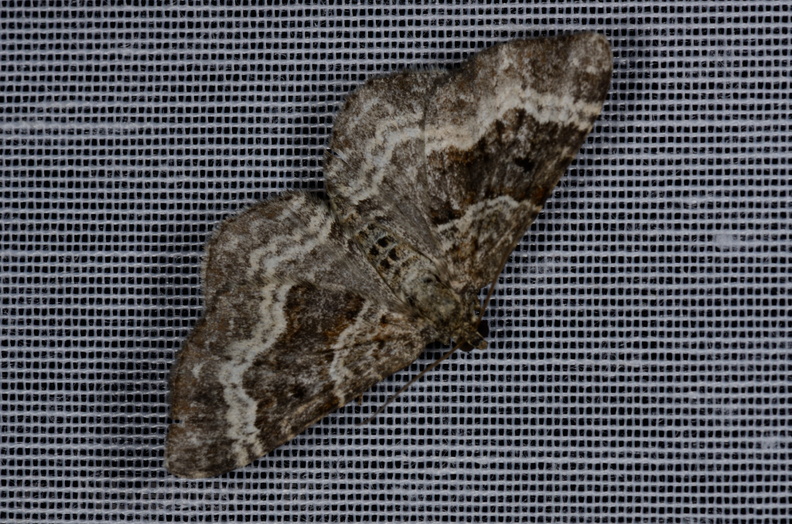 Chasse Aux Papillons - Marais d'yves - 12-07-2013 - Epirrhoe alternata (35).JPG