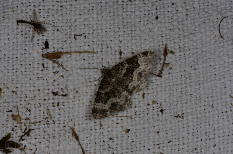 Chasse Aux Papillons - Marais d'yves - 12-07-2013 - Epirrhoe alternata (41).JPG