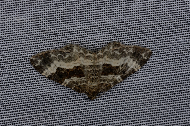 Chasse Aux Papillons - Marais d'yves - 12-07-2013 - Epirrhoe alternata (51).JPG