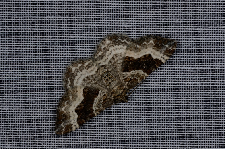 Chasse Aux Papillons - Marais d'yves - 12-07-2013 - Epirrhoe alternata (47).JPG