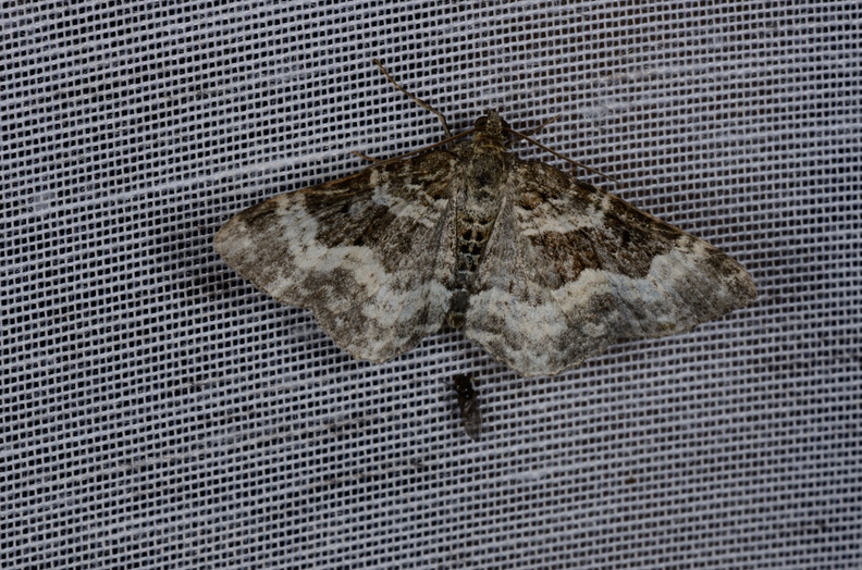 Chasse Aux Papillons - Marais d'yves - 12-07-2013 - Epirrhoe alternata (52).JPG