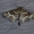 Epirrhoe alternata