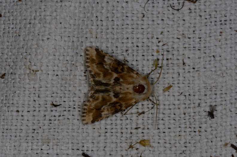 Chasse Aux Papillons - Marais d'yves - 12-07-2013 - Eremobia ochroleuca (40).JPG