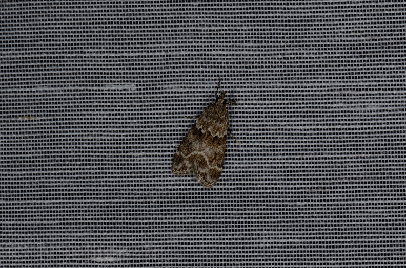 Chasse Aux Papillons - Marais d'yves - 12-07-2013 - Eudonia mercurella (18).JPG