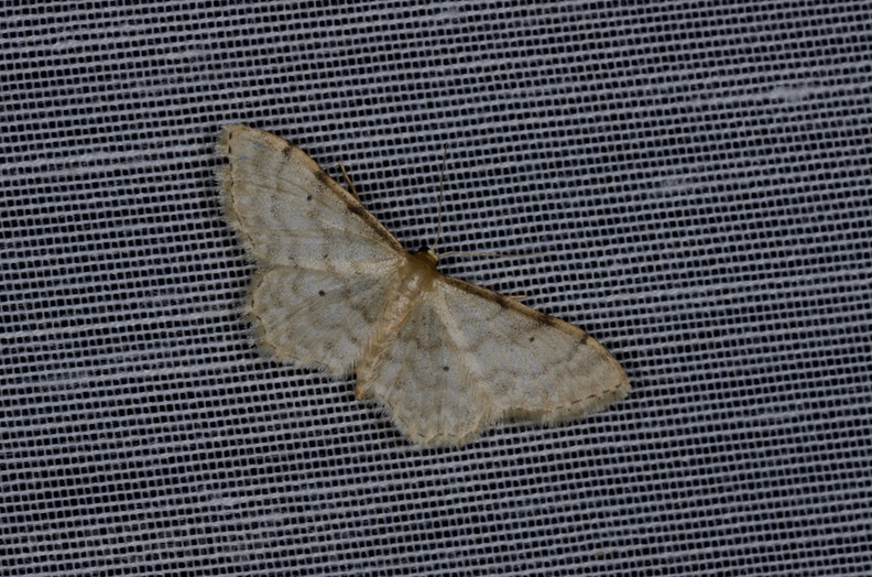 Chasse Aux Papillons - Marais d'yves - 12-07-2013 - Idaea fuscovenosa (39).JPG