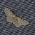 Idaea fuscovenosa