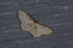 Idaea fuscovenosa